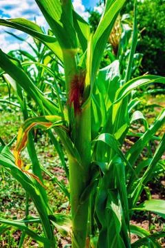 Closeup corn on the stalk in the corn field Stock Photos