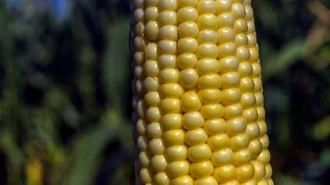 Closeup corn on the stalk in the corn field Stock Photos