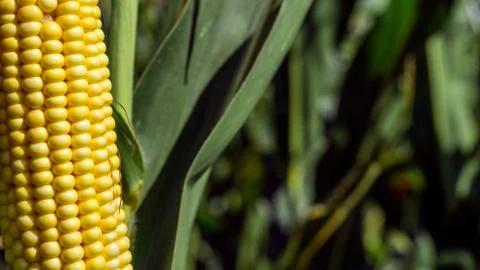 Closeup corn on the stalk in the corn field Stock Photos