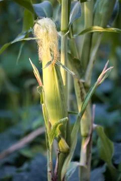 Closeup corn on the stalk in the corn field. Organic agriculture, farming con Stock Photos