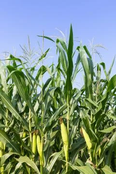 Closeup Corn on the stalk Stock Photos
