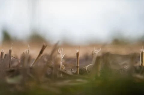 Closeup of  corn Stubbles Stock Photos