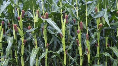 Closeup of cornfield with cobs almost ready for harvest Stock Photos