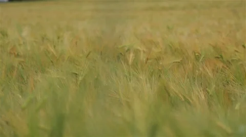 Closeup of Cornfield in Norway Stock Footage 39753143