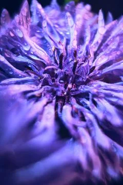 Closeup of Cornflower after rain Stock Photos