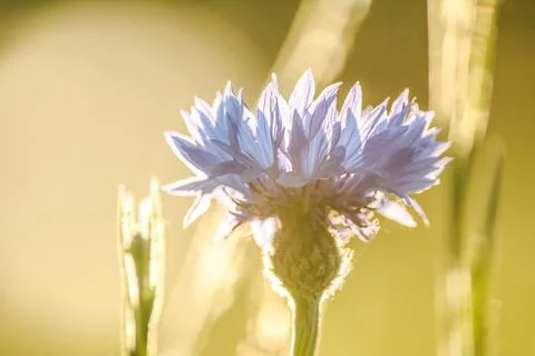 Closeup cornflower flower in backlight Stock Photos