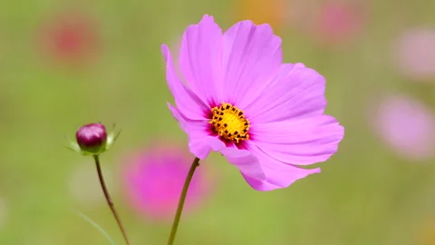 Closeup of Cosmos Flower Stock-Footage 217542383