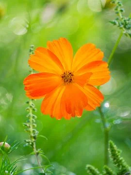Closeup of Cosmos flower Fotos de archivo