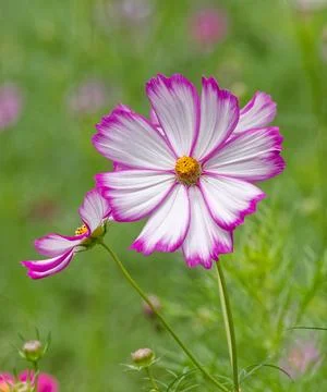 Closeup of cosmos flowers Stockfoto's