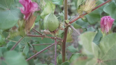 Closeup cotton flower on a branch Stock Footage 114768116