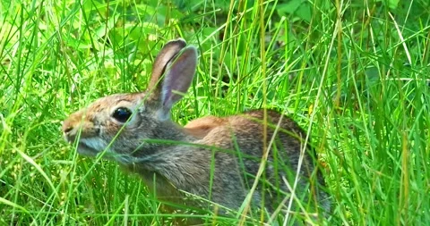 Closeup of cottontail rabbit foraging in the long green grass Stock Footage 312751597