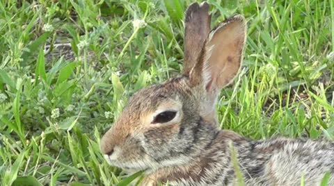 Closeup of cottontail's head Stock Footage 23704170