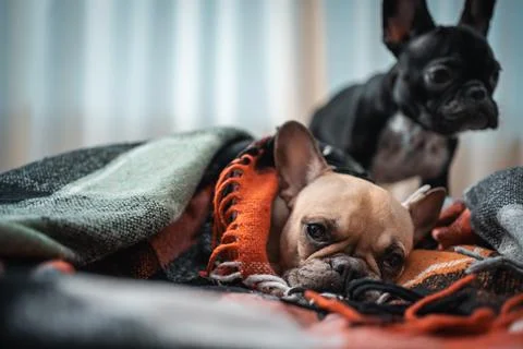 Closeup of couple cute french bulldog dogs resting on sofa with plaid at home Stock Photos