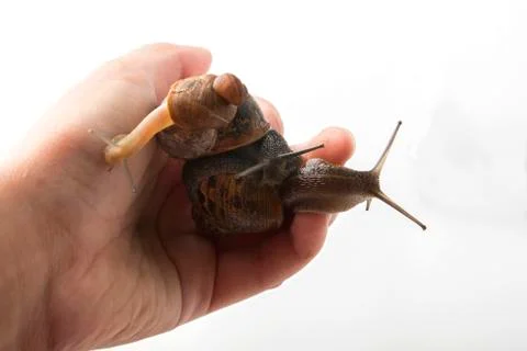 Closeup at the couple of snails Stock Photos