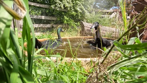 Closeup Courship Display Indian Runner Ducks Stock Footage 163691892
