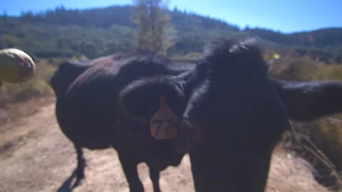 Closeup of a Cow on a Dirt Path Being Fed a Wild Pear Stock Footage 95767317