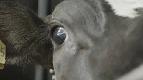 CloseUp of cow eyes 库存影片 133319476