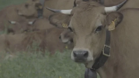Closeup on cow Video stock 79550999