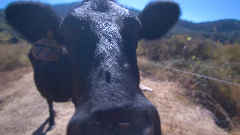 Closeup of a Cow Looking at the Camera Stock Footage 95767093