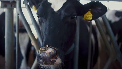 Closeup cow looking camera standing in paddock cattle facility. Livestock muzzle Vidéo 201730485
