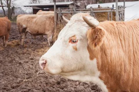 Closeup of a cow Stock Photos