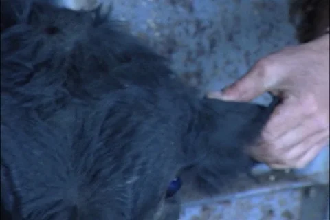 Closeup of Cow in Squeeze Chute Stock Footage 93953569