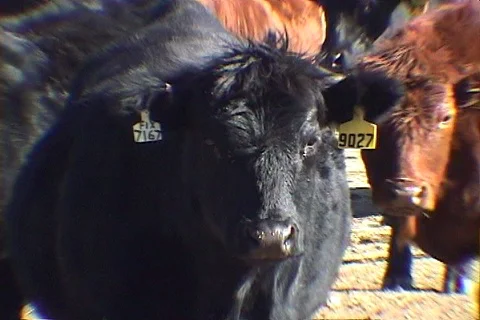 Closeup of Cow Staring into Camera Stock Footage 121535440