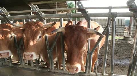 Closeup on cows in barn Stock Footage 14833890