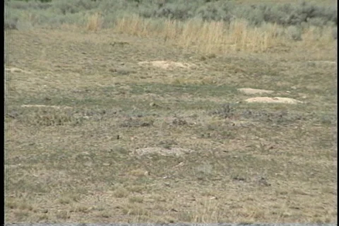 Closeup of Cows Chewing Stock Footage 121532782