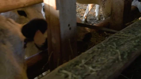 Closeup Cows Eating Hay Feed In Barn Trough Stock Footage 140214172