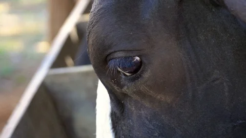 Closeup of cow's eye while eating quietly in milk farm. 4k Stock Footage 129268211