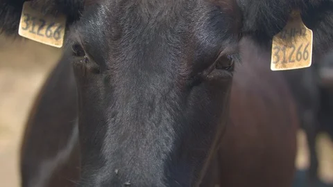Closeup of a Cow's Eyes as its Ears Beat Flies Away Stock Footage 95932204
