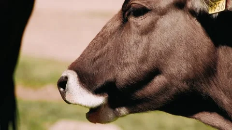 Closeup of a cow's face. The cow is chewing. cow muzzle. Farm cattle grazing in Stock-Footage 246175250