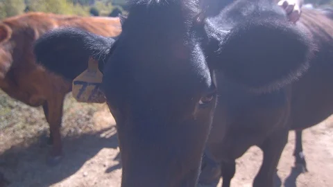 Closeup of a Cows Face as its Farmer Rubs its Belly Stock Footage 95930992