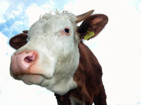 Closeup of a cow's head Foto stock
