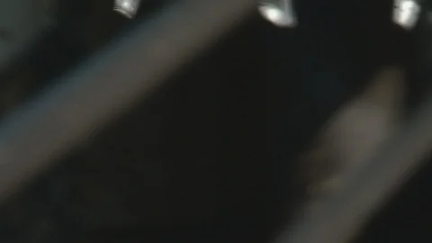 Closeup of Cows Unloading from Cattle Trailer Stock Footage 105975476