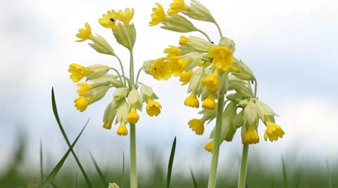 Closeup of Cowslip flower Stock Footage 49689906