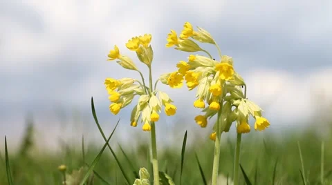 Closeup of Cowslip flower Stock-Footage 49689917