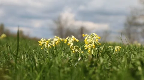 Closeup of Cowslip flower Stock Footage 49689925