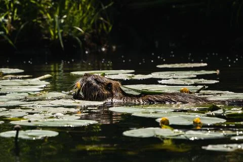 Closeup of the coypu, also known as nutria, swimming in pond with water lilies Stock Photos