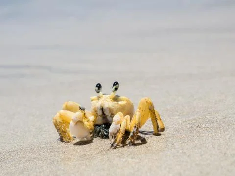 Closeup of crab at the beach Stock Photos
