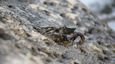 Closeup of a crab Stock Footage 93778028