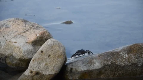 Closeup of a crab Stock Footage 115360554