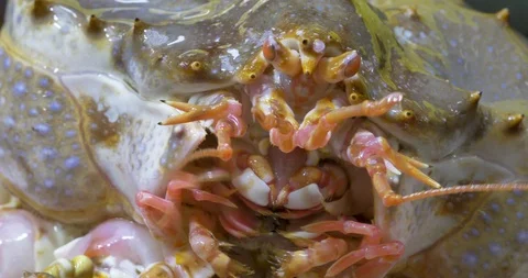 Closeup of a crab Stock Footage 126972147