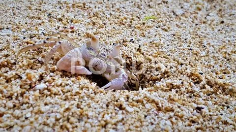 Closeup of crab in front of its home at beach on mauritius island Stock Photos