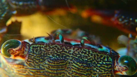 Closeup crab in sea stream Stock Footage 113523317