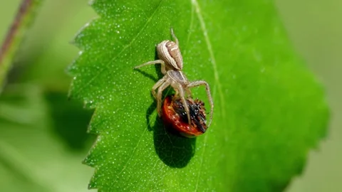 Closeup of a Crab spider perched on a Birch leaf as it feeds on a 7-Spot Stock Footage 336304609