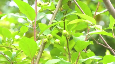Closeup Of Crabapple Fruit On Tree Branches Footage Stock Footage 320934229