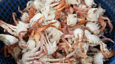 Closeup of crabs Stock Footage 40603254
