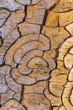Closeup of cracked tree bark texture with natural patterns and weathered su.. Foto stock